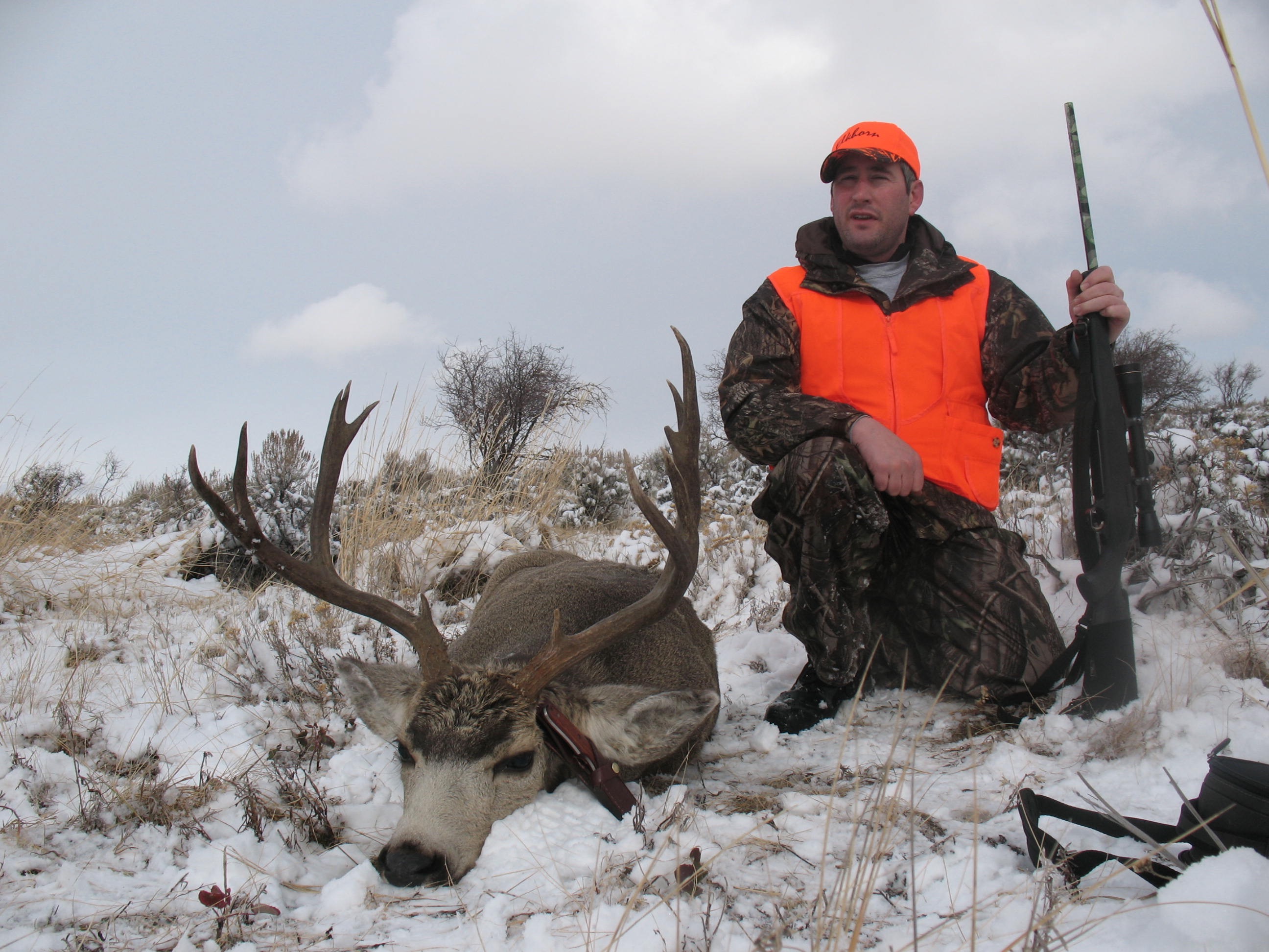 Mule Deer