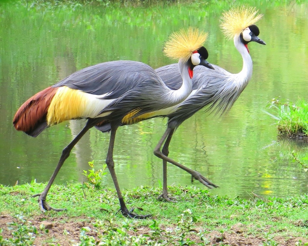 abirds.jpg